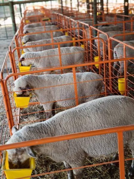 Bully Kraal Gate 1500 x 0980 R